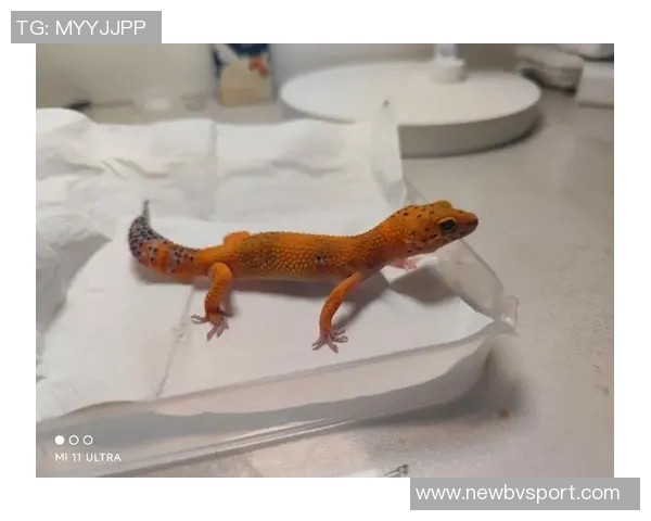 豹纹新发色引关注挪威后卫莱尔森世预赛惊艳亮相